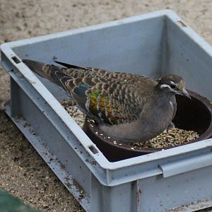Common bronzewing (Phaps chalcoptera)