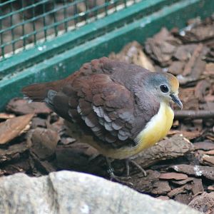 Cinnamon ground dove (Gallicolumba rufigula)