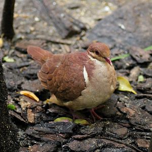 Ruddy quail-dove (Geotrygon montana)