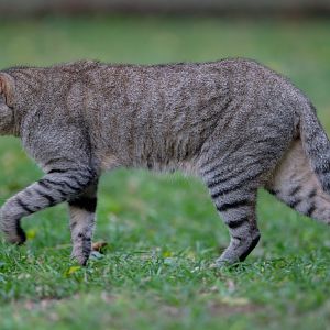 African wild cat