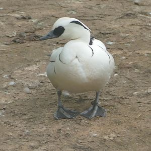 Smew, Flamingo island, May 2019