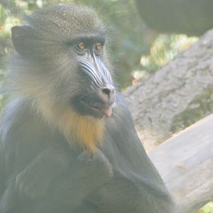 Juvenile mandrill, May 2019