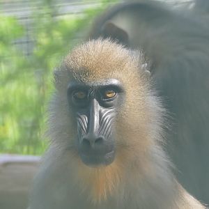 Juvenile mandrill, May 2019