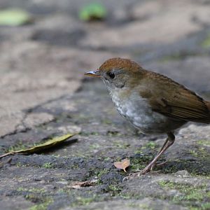 Ruddy-capped Nightingale-Thrush - Mar 2019