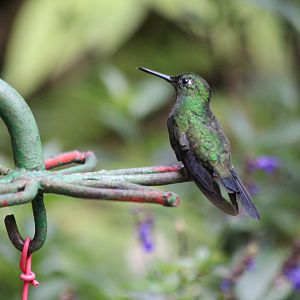 Black-bellied Hummingbird - Mar 2019