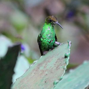 Coppery-headed Emerald Hummingbird - Mar 2019