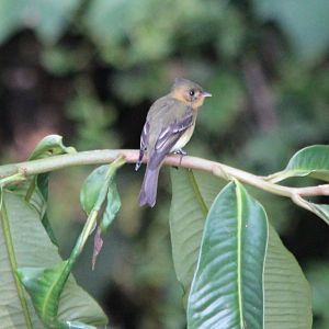 Tufted Flycatcher - Mar 2019
