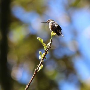 Magenta-throated Woodstar Hummingbird - Apr 2019