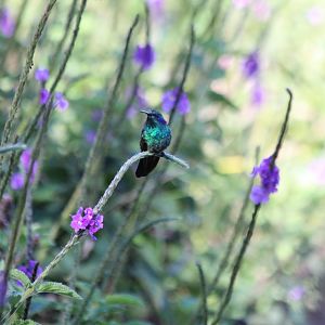 Green Violetear Hummingbird - Apr 2019