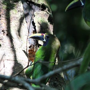 Emerald Toucanet - Apr 2019
