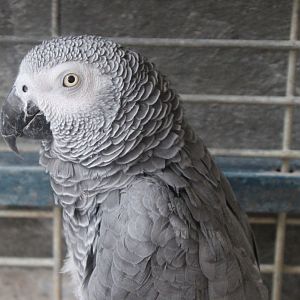 African grey parrot