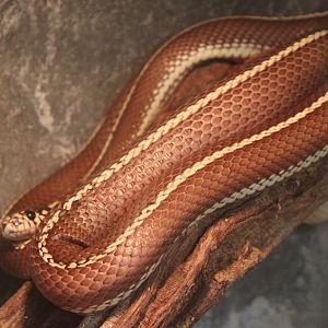 California kingsnake