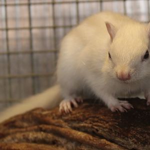 Eastern chipmunk - Tamias striatus