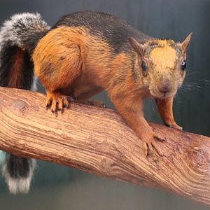 Variegated squirrel - Sciurus variegatoides atrirufus