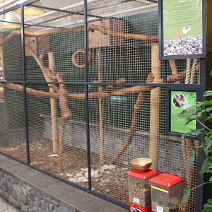 Enclosure Variegated squirrel - ssp atrirufus