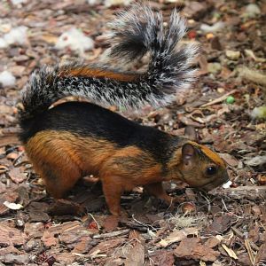 Variegated squirrel - Sciurus variegatoides atrirufus
