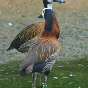 White Faced Whistling Ducks