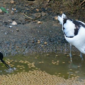 Pied Avocets