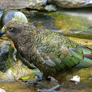 Kea