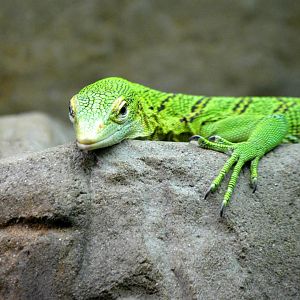 Emerald Tree Monitor