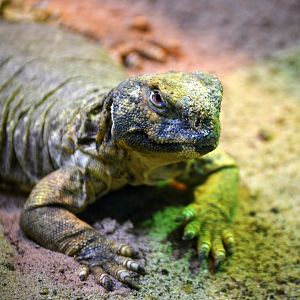 Uromastyx