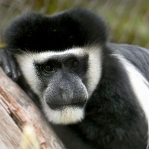 May. 2019 - New! Colobus Crossing