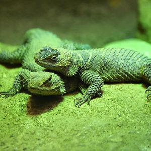 Blue Spiny Lizard