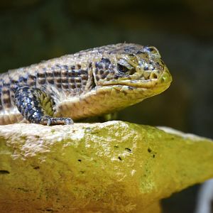 Round Nosed Plated Lizard