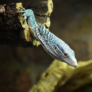 Blue Spotted Monitor
