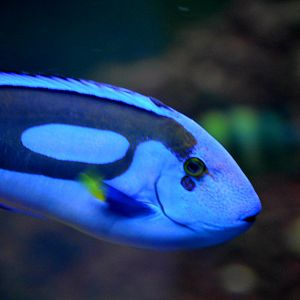 Blue Tang