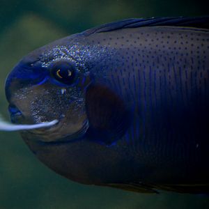 Big Nose Unicorn Fish