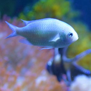 Green Chromis