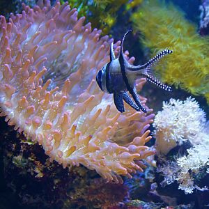Banggai cardinalfish