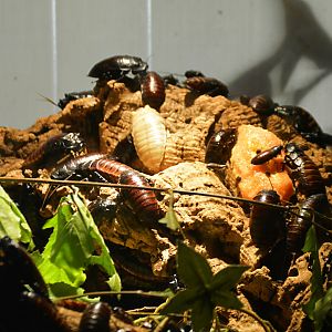 Madagascar hissing cockroach