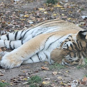 Resting Amur tiger