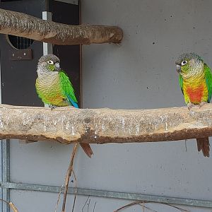 Conures