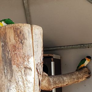 Black-headed caiques