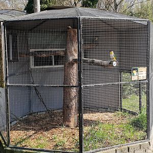 Aviary Black-headed caique
