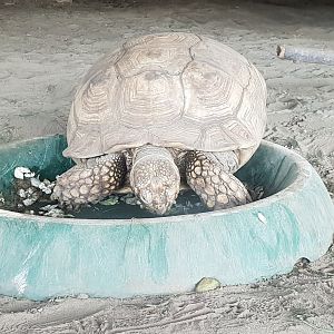 African spurred tortoise
