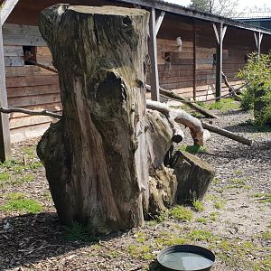 Enclosure none-flying parrots