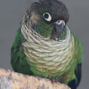 Green-cheeked conure - Pyrrhura molinae