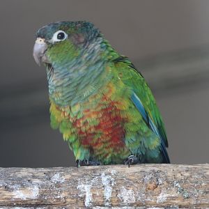 Conure