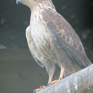 Long-legged buzzard