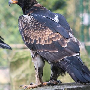 Juvenile Verreaux's eagle