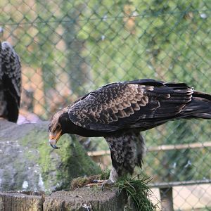 Juvenile Verreaux's eagles