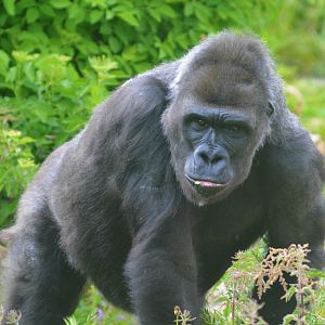 Gorilla