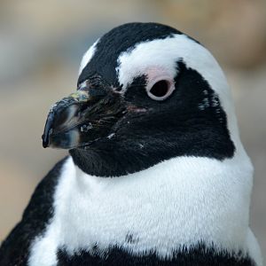 African Penguin