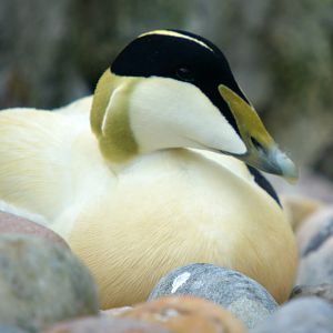 Eider Drake