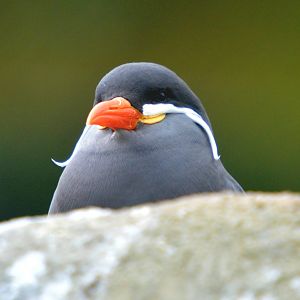Inca Tern