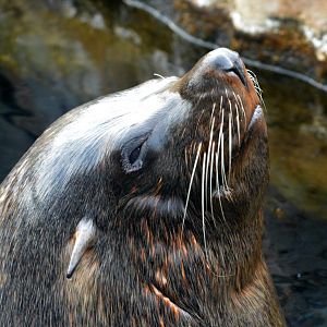 South American Fur Seal